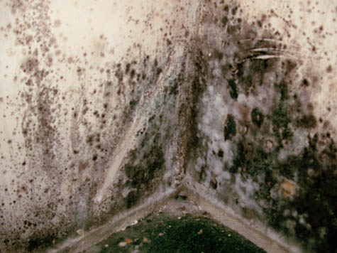 Image result for aspergillus mold pictures